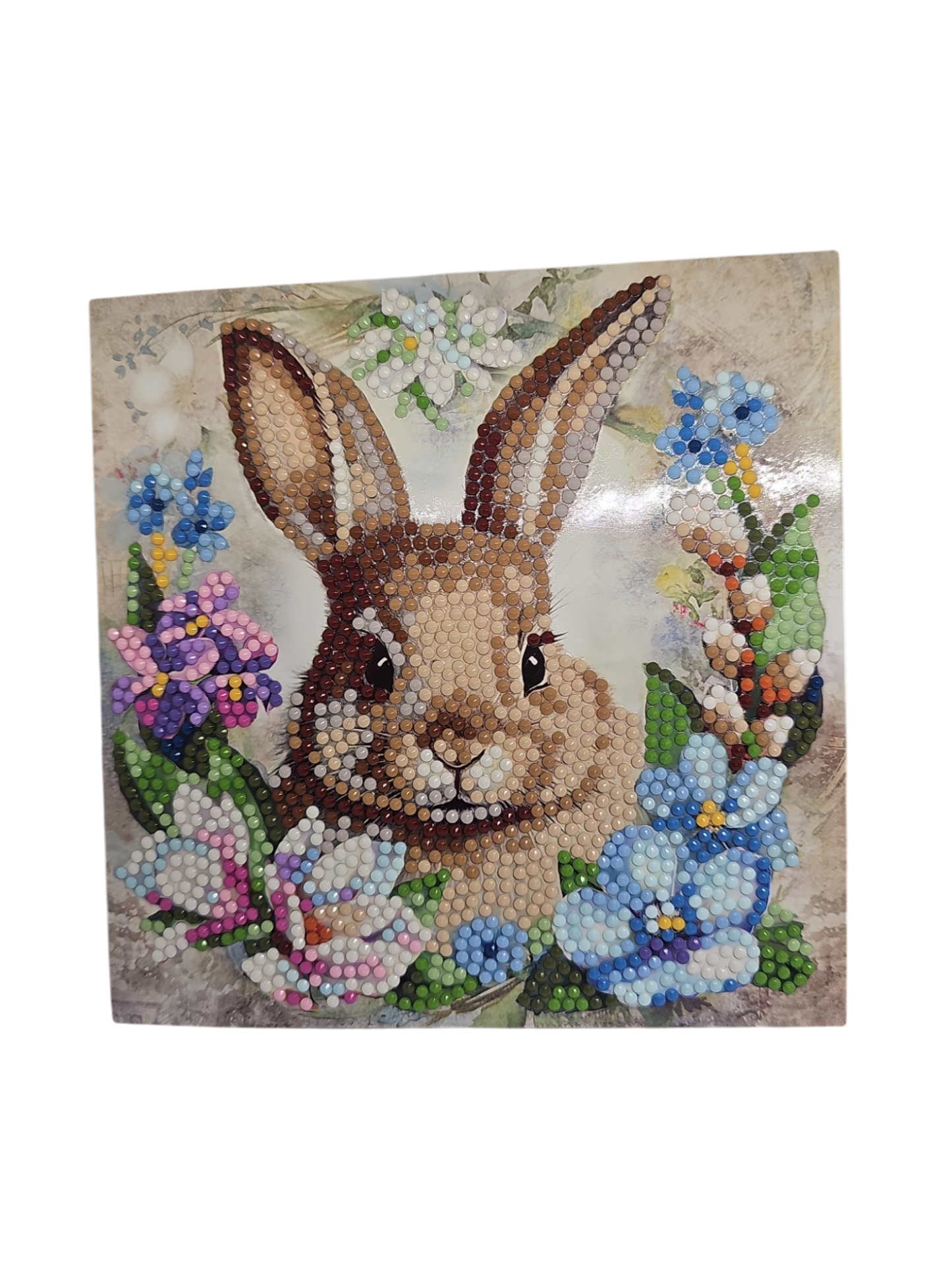 Hase 3