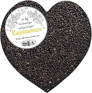 Rapssamen